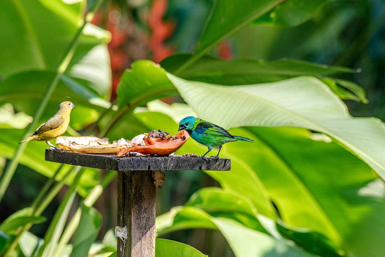 Casa a 20m da praia da Baleia com ar wifi 4 dorms